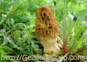 Aspergesoep Morieljes